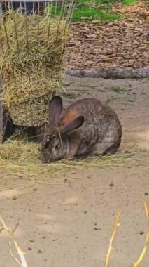 Saman 'da Tatlı Tavşan Yiyen