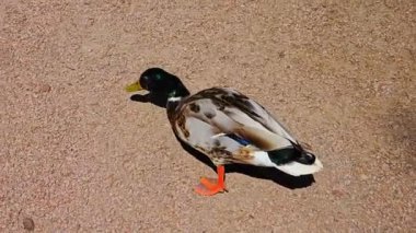 Yaban ördeği yolda yiyecek arıyor.