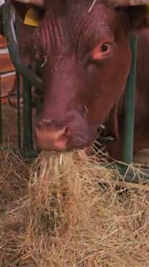 Yakın planda Saman Yiyen İnek