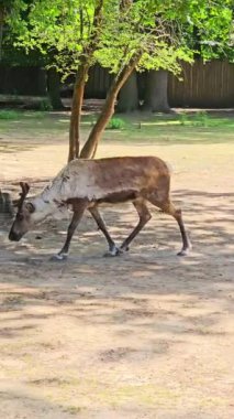 Yapay parkta geyik yürüyüşü