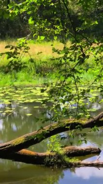 Gölün kıyısında sessiz güzel bir yer.