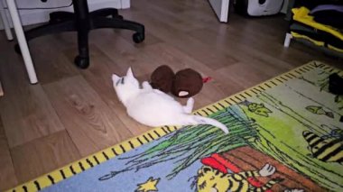 Kedi halıdaki odada oyuncakla oynuyor.