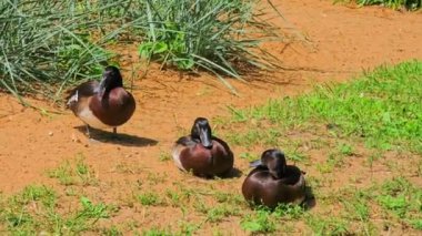 Vahşi ördekler vahşi doğada güneşin altında dinleniyor.