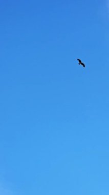 Şehrin yukarısındaki gökyüzünde av arayan dev bir kuş.