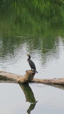 Büyük bir karabatak kuşu nehrin ortasındaki bir kütüğe oturur.