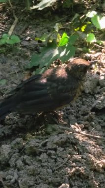 Bir karatavuk yavrusu yerde zıplıyor