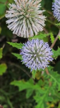 Doğal ortamında doğal ortamda bitkisel eryngium