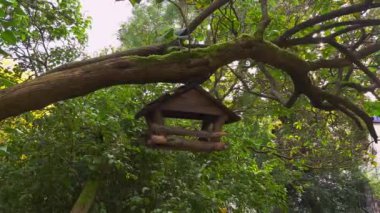 Şehir parkında kuş yemi.