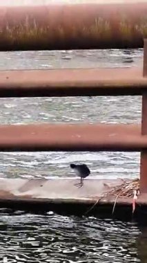 Sehrin seddindeki martı