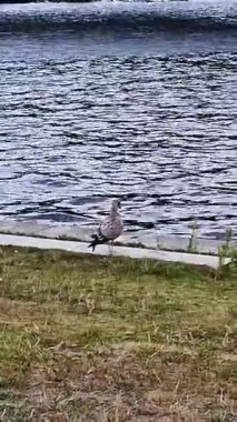 Şehir merkezindeki sette siyah kuyruklu martı.