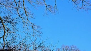 İki şahin ormanın üzerinde daireler çiziyor.