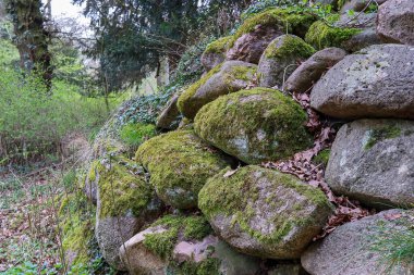 Ormanda yosun kaplı kayalar.