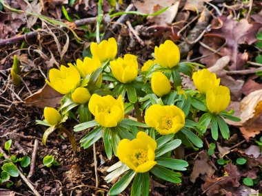 Vahşi ormanda ilk bahar çiçekleri