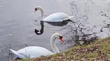 Parktaki gölde bir çift kuğu.
