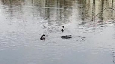 wild ducks swim on the lake in the park