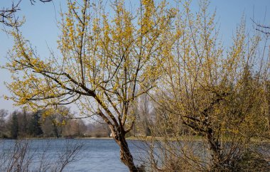  Baharda bir nehrin kenarında duran bir köpek ağacı parlak yeşil yapraklarla kaplıdır, taze ve canlı bir manzara yaratır..