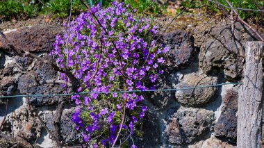 Kayaların üzerinde büyüyen periwinkle, kaya oluşumları arasında yeşil ve gri kayalar arasında bir kontrastlık yaratır.