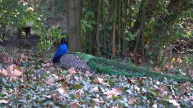 Ormandaki ağaçların arasında bir tavus kuşu dinleniyor..