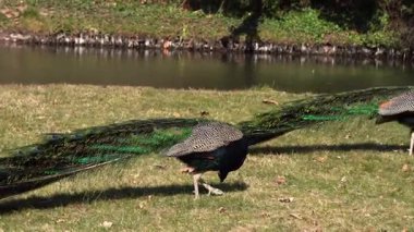 Bir çift tavus kuşu ağaçların arasında parkta yürüyor..