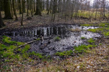 Ormandaki karanlık su bataklığı gizemli bir atmosferle örtülmüş, doğanın karanlığı ve sükunetini yansıtıyor..