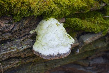 Yosun kaplı bir dalda bir mantar yetişiyor ve orman atmosferine uyum sağlıyor..