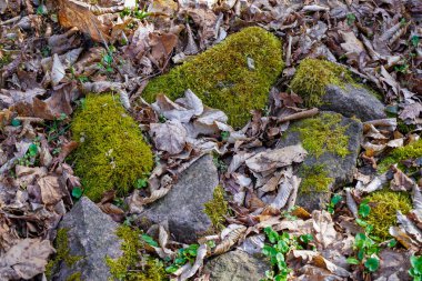 Yosun kaplı taşlar kuru sonbahar yapraklarının arasında yatar.,