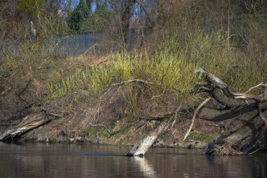 Nehrin üzerinde yeşil dalları olan kuru bir ağaç..