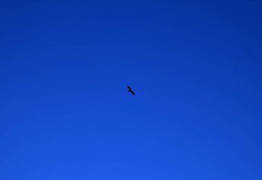 Gökyüzünde uçan bir samsan kuşu, mavi gökyüzüne karşı dinamik bir sahne yaratıyor..