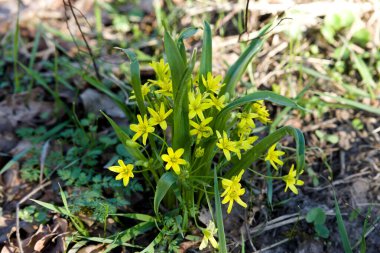 Kaz ayağı çiçekleri ormanda yetişir ve orman manzarasına parlak aksanlar ekler..