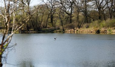 Nehrin üzerinde uçan bir ördek, su yüzeyinin zemininde dinamik bir sahne yaratıyor..