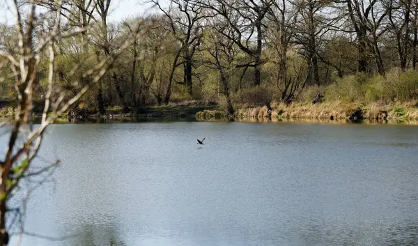 Nehrin üzerinde uçan bir ördek, su yüzeyinin zemininde dinamik bir sahne yaratıyor..