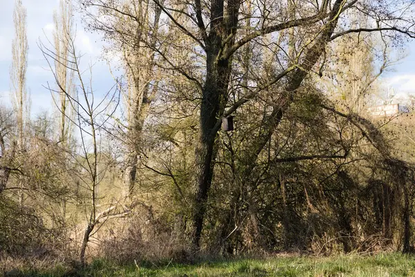 Çevresi yeşillik ve doğa ile çevrili, ormandaki bir ağaçtaki kuş evi..