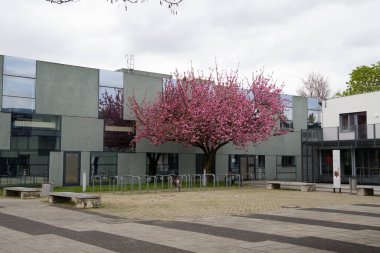 Modern binanın yanında çiçek açan ağaç.