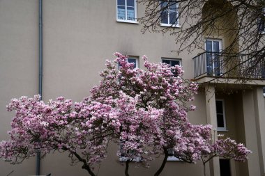 Baharda evin yakınında çiçek açan büyük bir manolya ağacı..