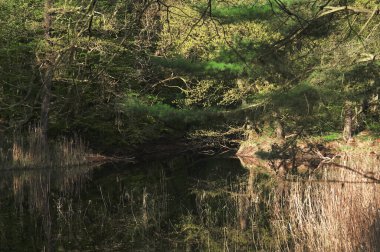 Ormanın derinliklerindeki ağaçların arasında küçük bir göl saklı.