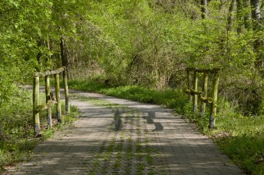 Ormandaki ahşap korkuluklar ağaçlar ve yeşillikler arasında uzanır..