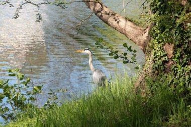 Yalnız bir balıkçıl bir nehrin kıyısında duruyor, suya bakıyor. Kuşun donduğu, yüzeyin altında hareketlenmeyi beklediği sakin bir vahşi yaşam sahnesi..