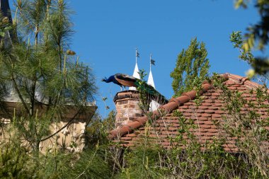 Tavus kuşu eski bir fayanslı evin çatısında oturur. Kuşun parlak tüyleri karanlık çatı ve gökyüzü ile çelişiyor ve mimari bir ortamda beklenmedik bir doğa ortamı yaratıyor..