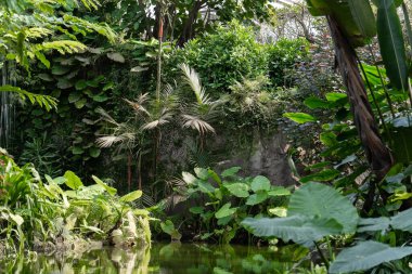 Yüksek dağ yoğun tropikal ormanın üzerinde yükselir. Yamaçları yemyeşil, zirvesi ise açık bir sis tabakasıyla kaplı. Gizemli ve el değmemiş bir doğa ortamı yaratıyor..