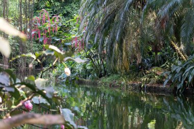 Tropikal ormanın çalılıklarından akan küçük bir nehir. Su, ağaçların ve sarmaşıkların yeşil taçlarını yansıtıyor, mahremiyet hissi yaratıyor ve dokunulmamış doğa..