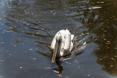 Bir Dalmaçyalı Pelikan nehir kıyısında duruyor, büyük kanatları ve olağandışı tüyleri doğal ortamda duruyor. Sakin nehir ve yeşil bitki örtüsü bu zarif kuş için uyumlu bir zemin oluşturur..