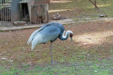Uzun otlar ve doğal ışıklarla çevrili açık yeşil bir çayırda tek başına duran bir vinç. Zarif duruşu ve uzun bacakları bu kuşun doğal ortamındaki zarafet ve ihtişamını vurguluyor..