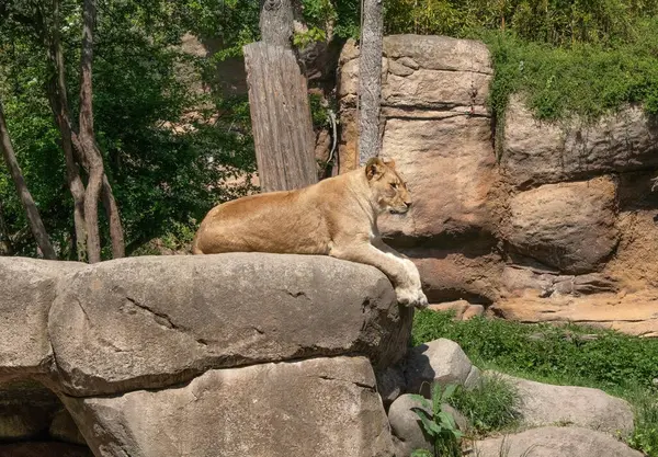 Yalnız bir aslan büyük bir kayanın üzerinde uzanıyor, etrafı inceliyor. Kalın yelesi ve sakin duruşu yırtıcının görkemini ve doğal çevresine olan güvenini vurguluyor.