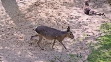İki Patagonya marası yeşil bir çayırda huzur içinde, doğal ortamlarının tadını çıkarıyorlar.. 