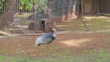 Hayvanat bahçesindeki yeşil bir çayırda tüylerini dikkatlice diken diken bir vinç var. Uzun bacakları ve zarif hareketleri doğal zarafetini vurguluyor ve bakımına olan ilgisi bir sükunet ve huzur ortamı yaratıyor..