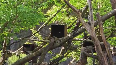 Bir grup imparator Tamarin, doğal ortamlarındaki bir ağacın dallarına tünemiş..