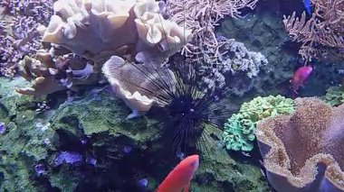 Renkli balıklar akvaryumda mercanlar arasında yüzerler.