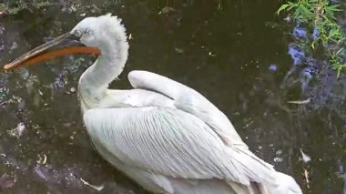 Bir pelikan gölün sakin yüzeyinde yüzer.