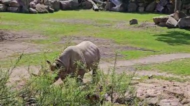 Bir çayırda gergedan, yeşil çimlerin arasında huzur içinde otluyor.