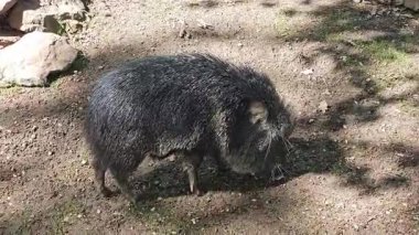 Ormanda otlayan bir yaban domuzu, doğanın sakin atmosferinin tadını çıkarıyor.